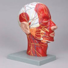 Arteries of Head